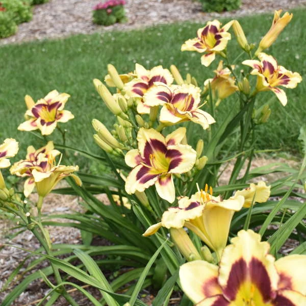 Rainbow Rhythm® 'Star Of The North' Daylily - Image 3