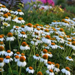 PowWow® White Coneflower