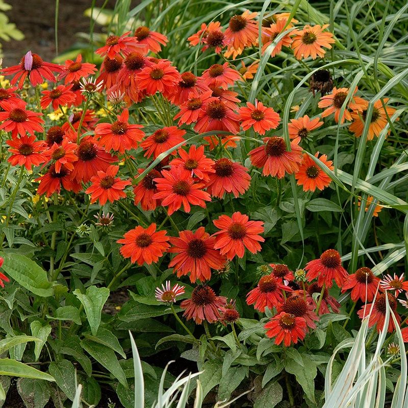 Sombrero® Salsa Red Coneflower - Image 2