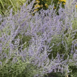 Russian Sage