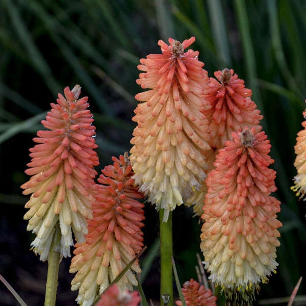 Pyromania® 'Hot And Cold' Red Hot Poker - Image 2