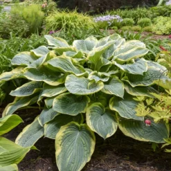 Shadowland® 'Gigantosaurus' Hosta