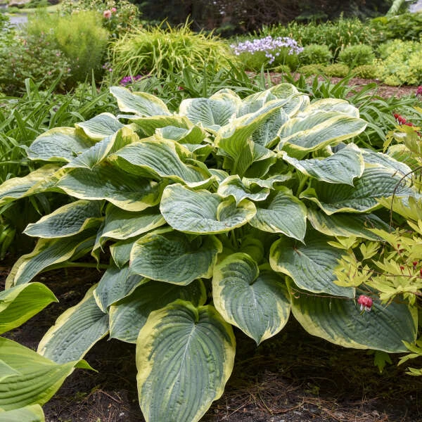 Shadowland® 'Gigantosaurus' Hosta