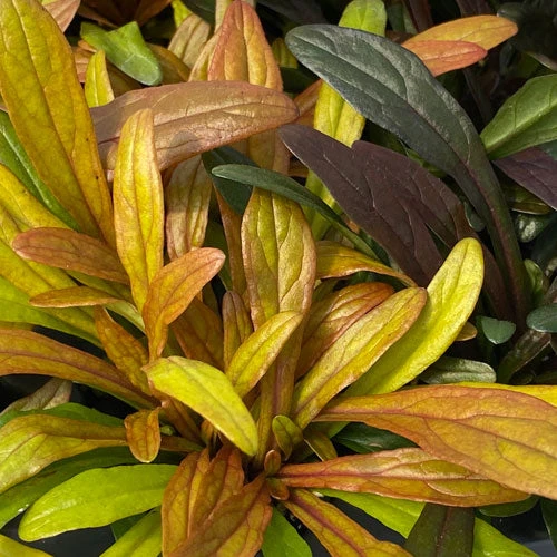 Feathered Friends™ 'Fancy Finch' Bugleweed - Image 2