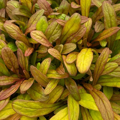 Feathered Friends™ 'Fancy Finch' Bugleweed - Image 3