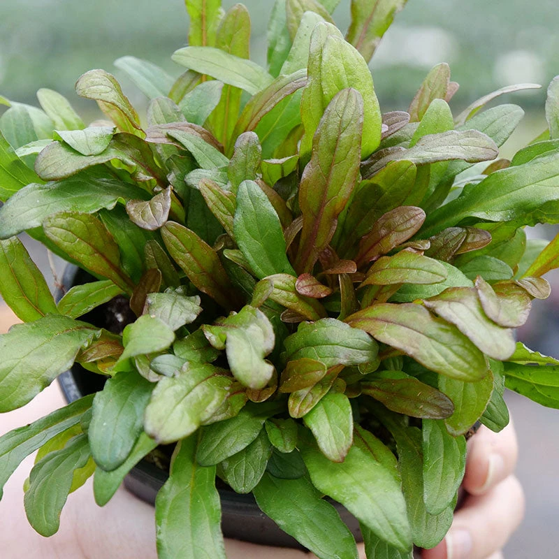 Feathered Friends™ 'Fancy Finch' Bugleweed - Image 4