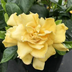 'Golden Magic' Gardenia