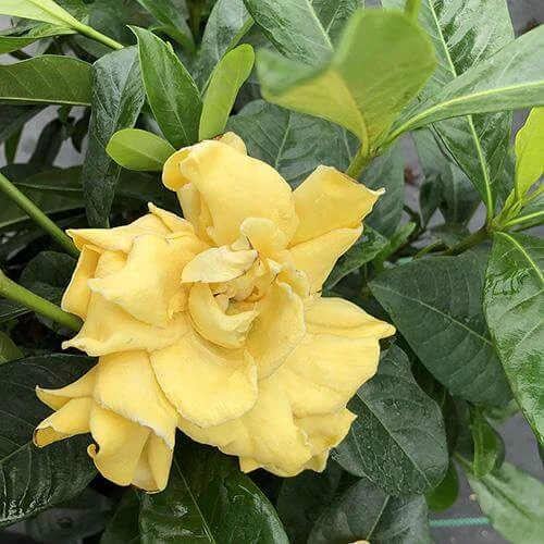 'Golden Magic' Gardenia - Image 2