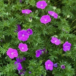 'Vision Violet' Cranesbill