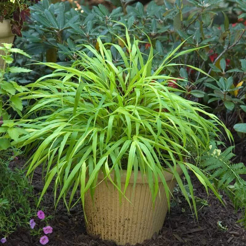 'All Gold' Japanese Forest Grass - Image 3