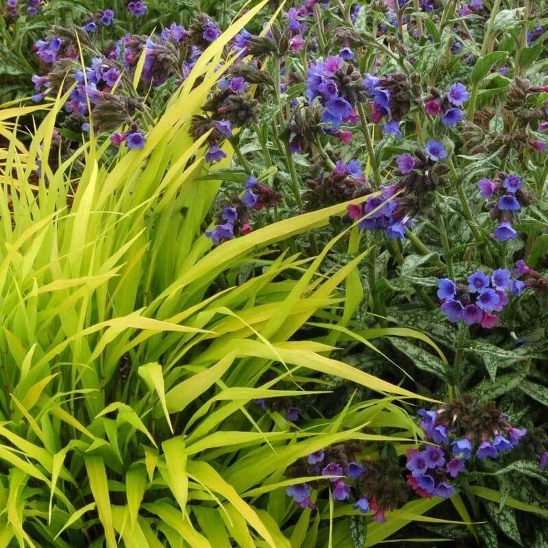 'All Gold' Japanese Forest Grass - Image 4