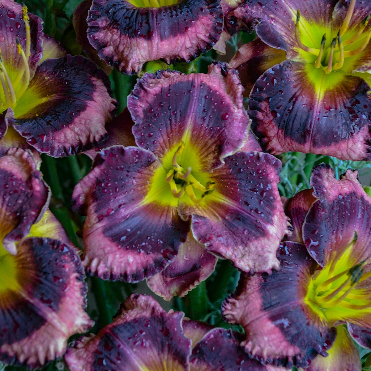 Rainbow Rhythm® 'Storm Shelter' Daylily - Image 3