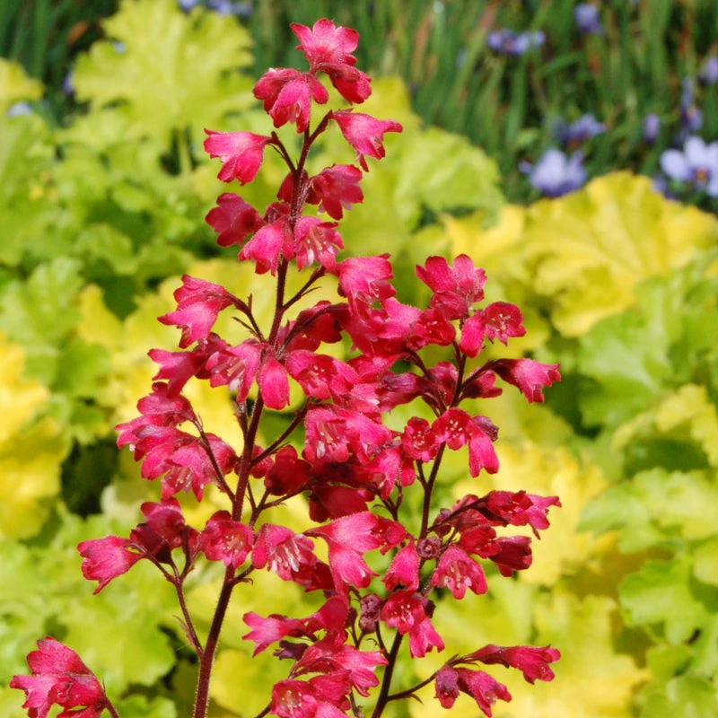 'Paris' Coral Bells - Image 2