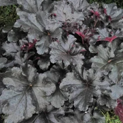 Primo® 'Black Pearl' Coral Bells