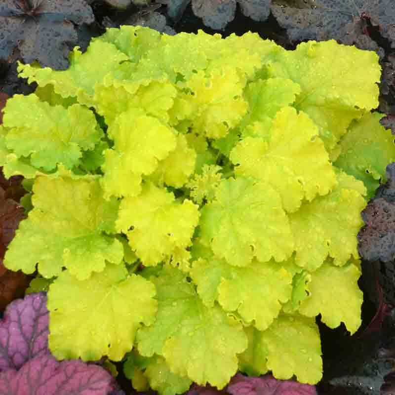 'Twist Of Lime' Coral Bells - Image 4