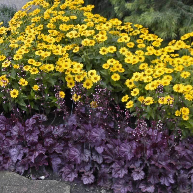 Primo® 'Wild Rose' Coral Bells - Image 3