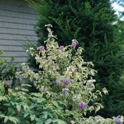 Sugar Tip® Gold Rose Of Sharon