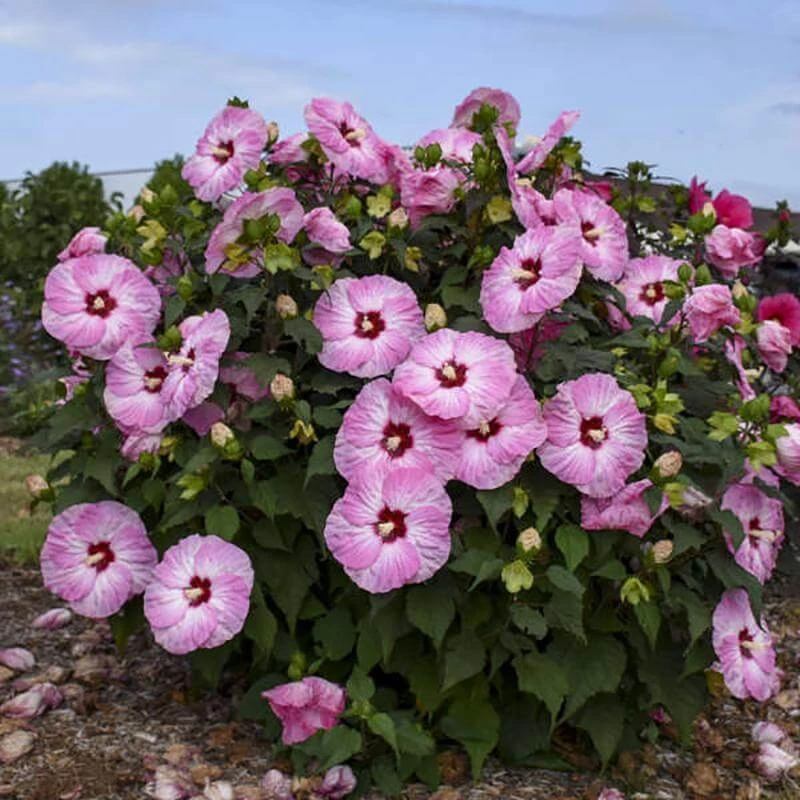 Summerific® 'Spinderella' Perennial Hibiscus - Image 3