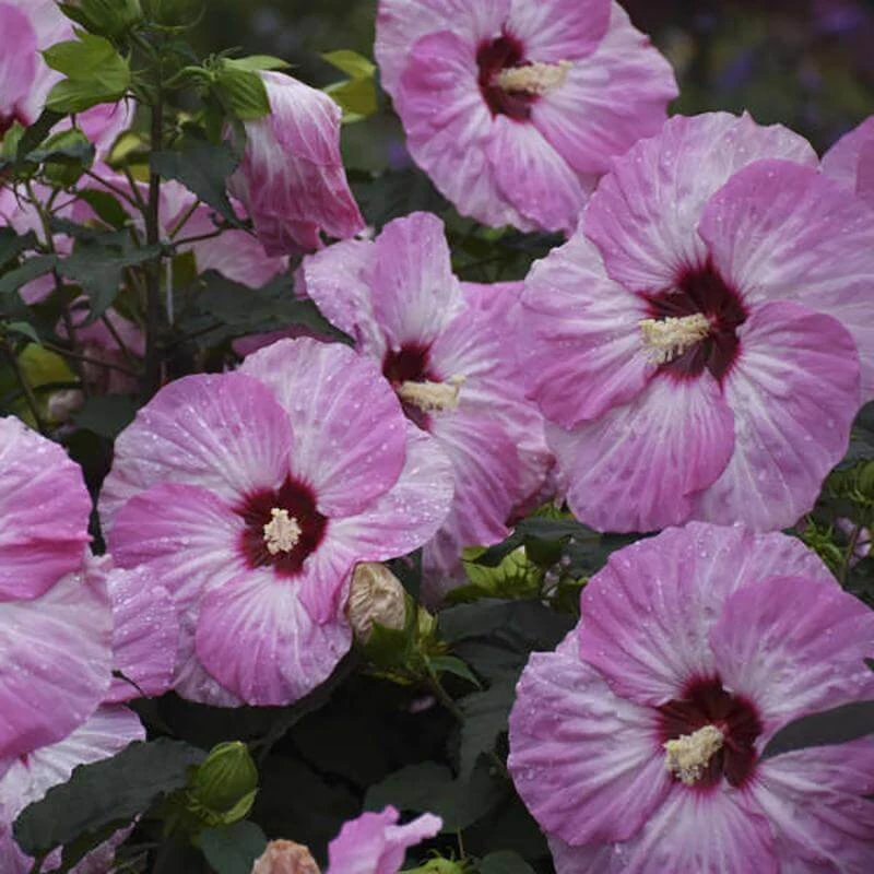 Summerific® 'Spinderella' Perennial Hibiscus - Image 2
