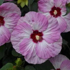 Summerific® 'Spinderella' Perennial Hibiscus