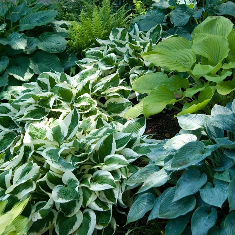'Patriot' Hosta - Image 2