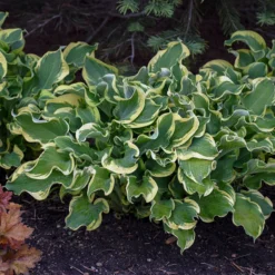 Shadowland® 'Wheee!' Hosta
