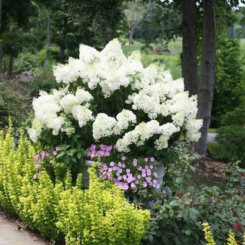 Bobo® Panicle Hydrangea - Image 2