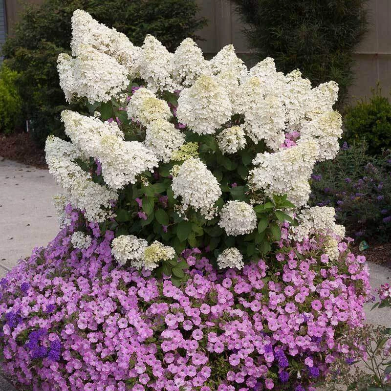 Bobo® Panicle Hydrangea - Image 3