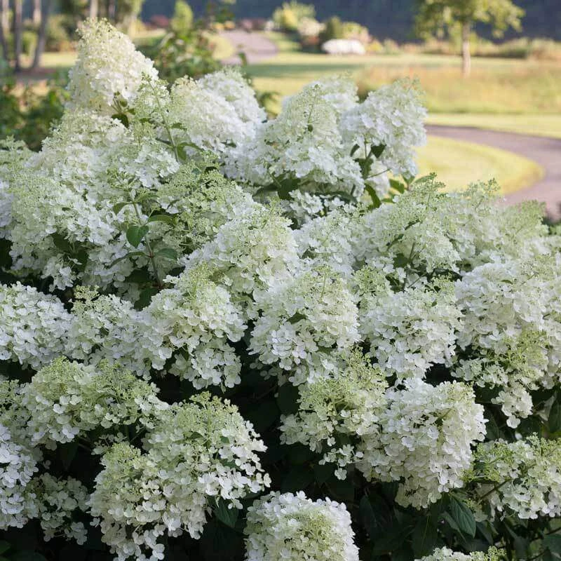 Bobo® Panicle Hydrangea - Image 5