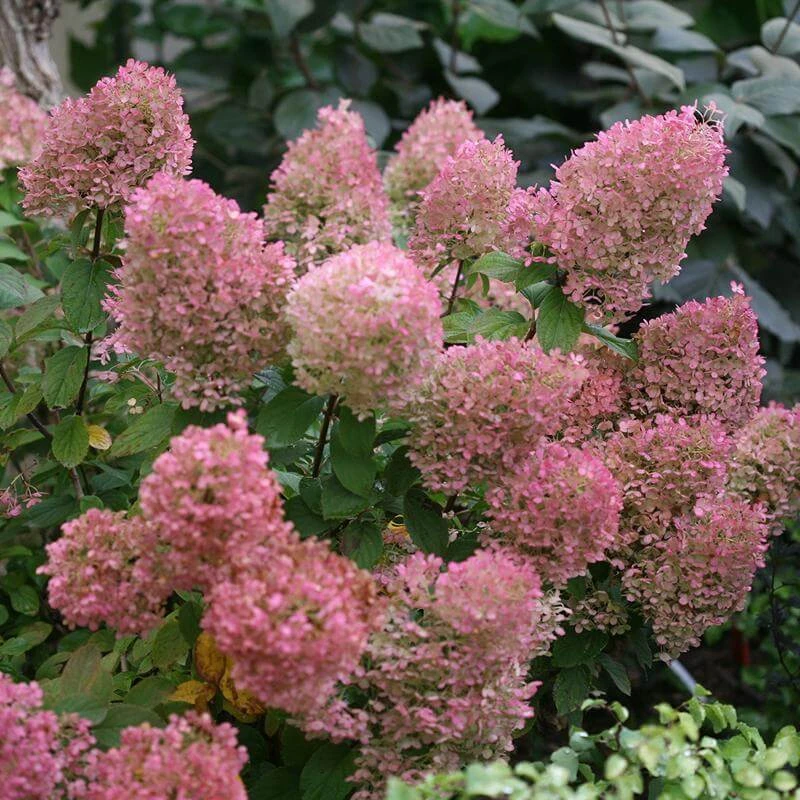 Bobo® Panicle Hydrangea - Image 6