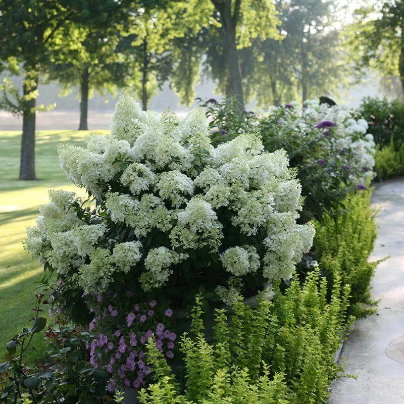 Bobo® Panicle Hydrangea