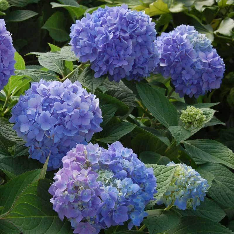 Endless Summer® Bigleaf Hydrangea - Image 8