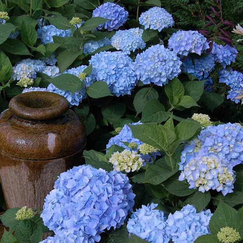 Endless Summer® Bigleaf Hydrangea - Image 5