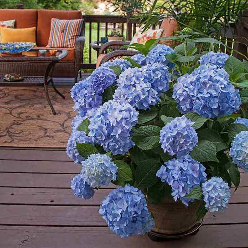 Endless Summer® Bigleaf Hydrangea - Image 4