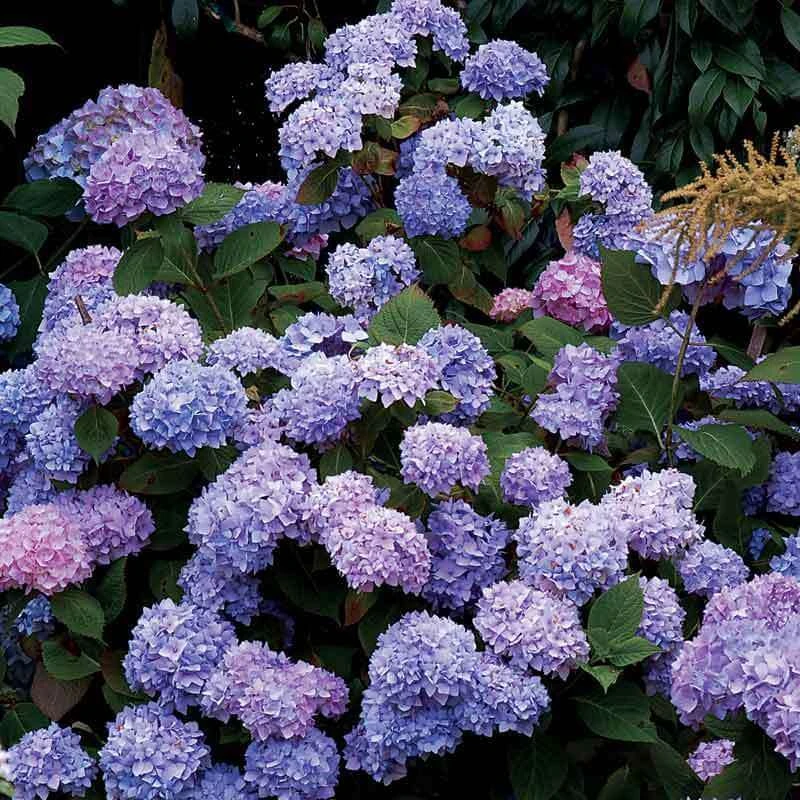 Endless Summer® Bigleaf Hydrangea - Image 6
