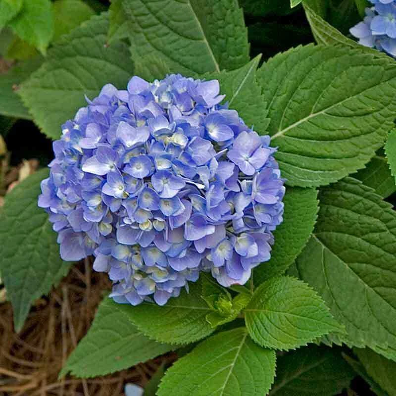 Endless Summer® Bigleaf Hydrangea - Image 9