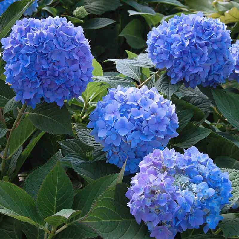 Endless Summer® Bigleaf Hydrangea - Image 2