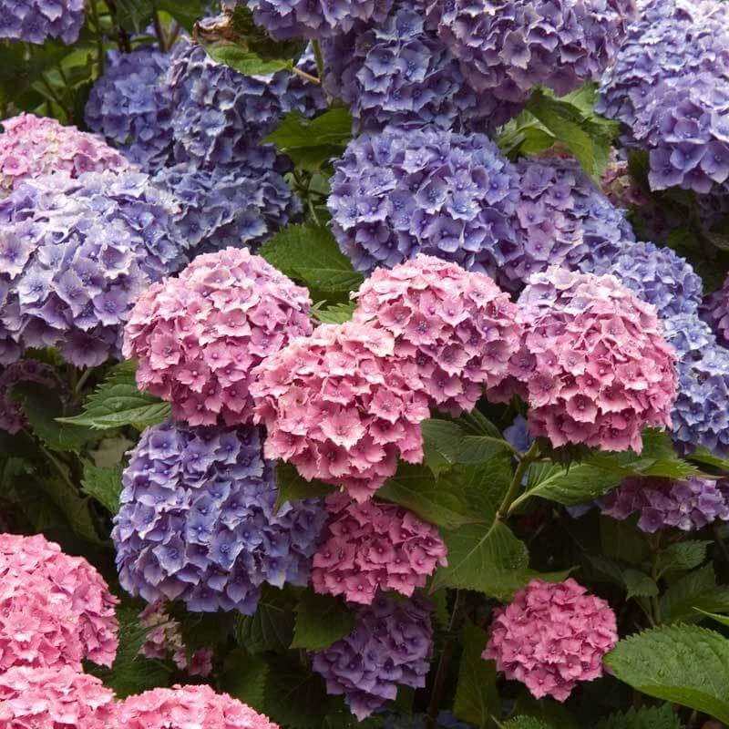 Endless Summer® Bigleaf Hydrangea - Image 7