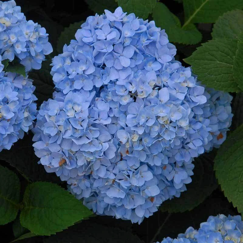 Endless Summer® Bigleaf Hydrangea - Image 3