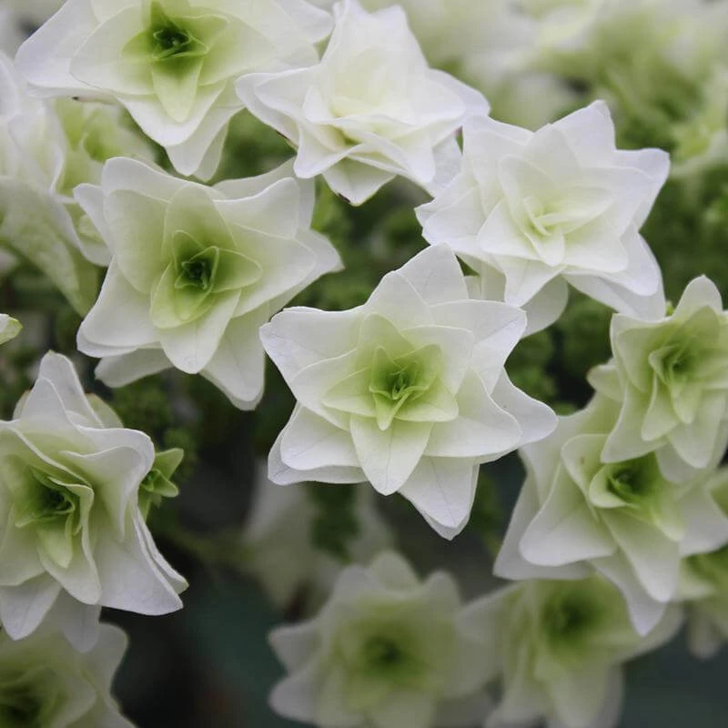 Gatsby Star® Oakleaf Hydrangea