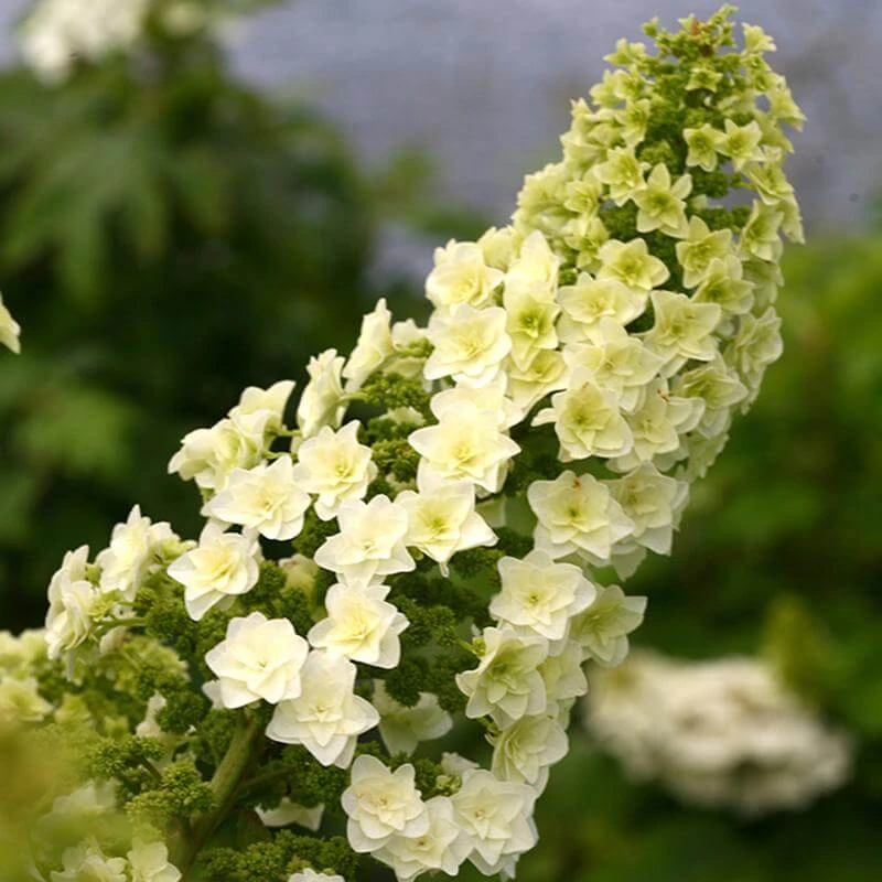 Gatsby Star® Oakleaf Hydrangea - Image 2