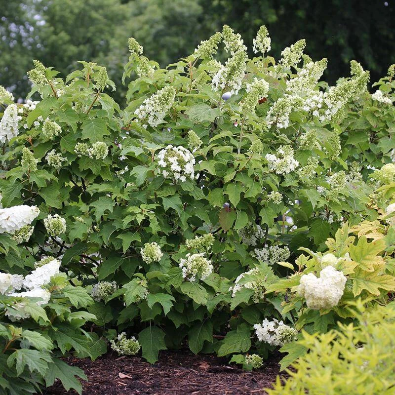 Gatsby Star® Oakleaf Hydrangea - Image 3
