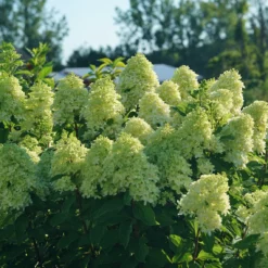 Limelight Prime® Panicle Hydrangea