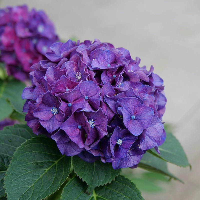 Wee Bit Grumpy® Bigleaf Hydrangea