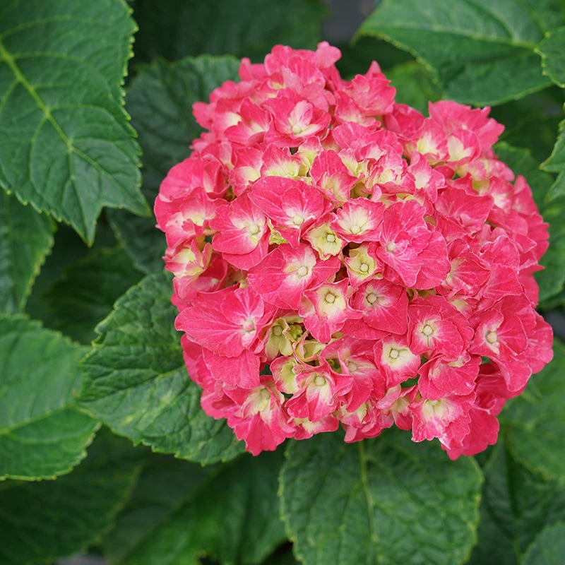 Wee Bit Grumpy® Bigleaf Hydrangea - Image 3