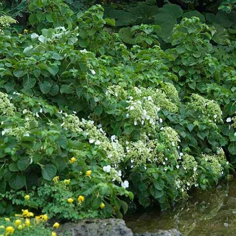 Climbing Hydrangea - Image 3