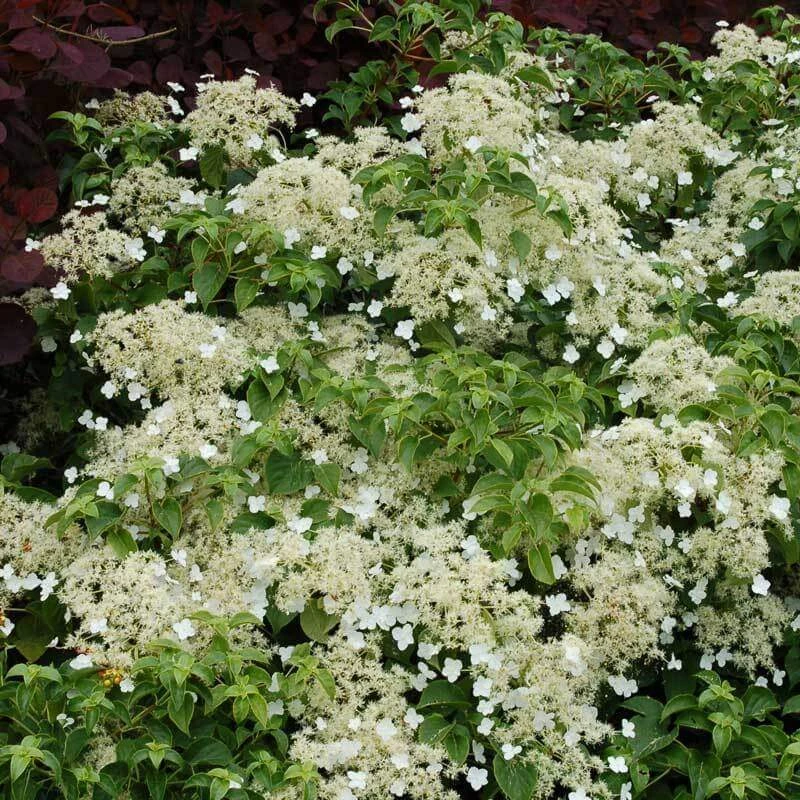 Climbing Hydrangea - Image 5