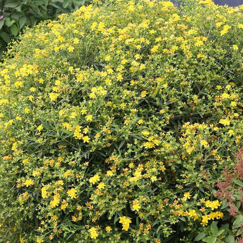 Sunny Boulevard® St. John's Wort