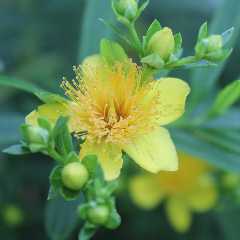 Sunny Boulevard® St. John's Wort - Image 2
