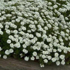 'Tahoe' Candytuft